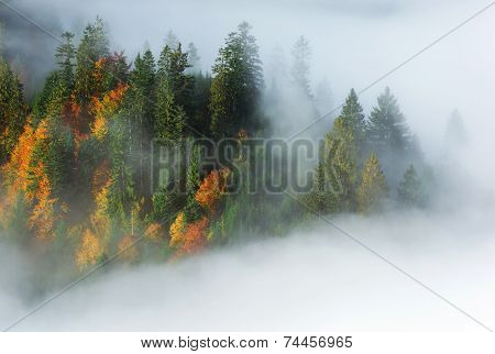 Autumn Landscape