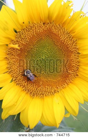 abeja de sol