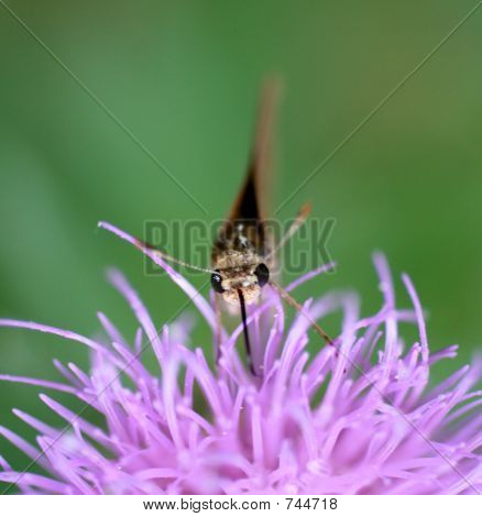 ojos de mariposa