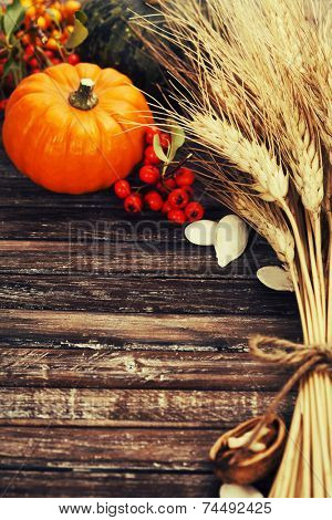 Autumn composition ( pumpkins, wheat and corn on old wooden table). Thanksgiving day concept 
