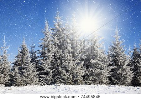 Christmas background with snowy fir trees 