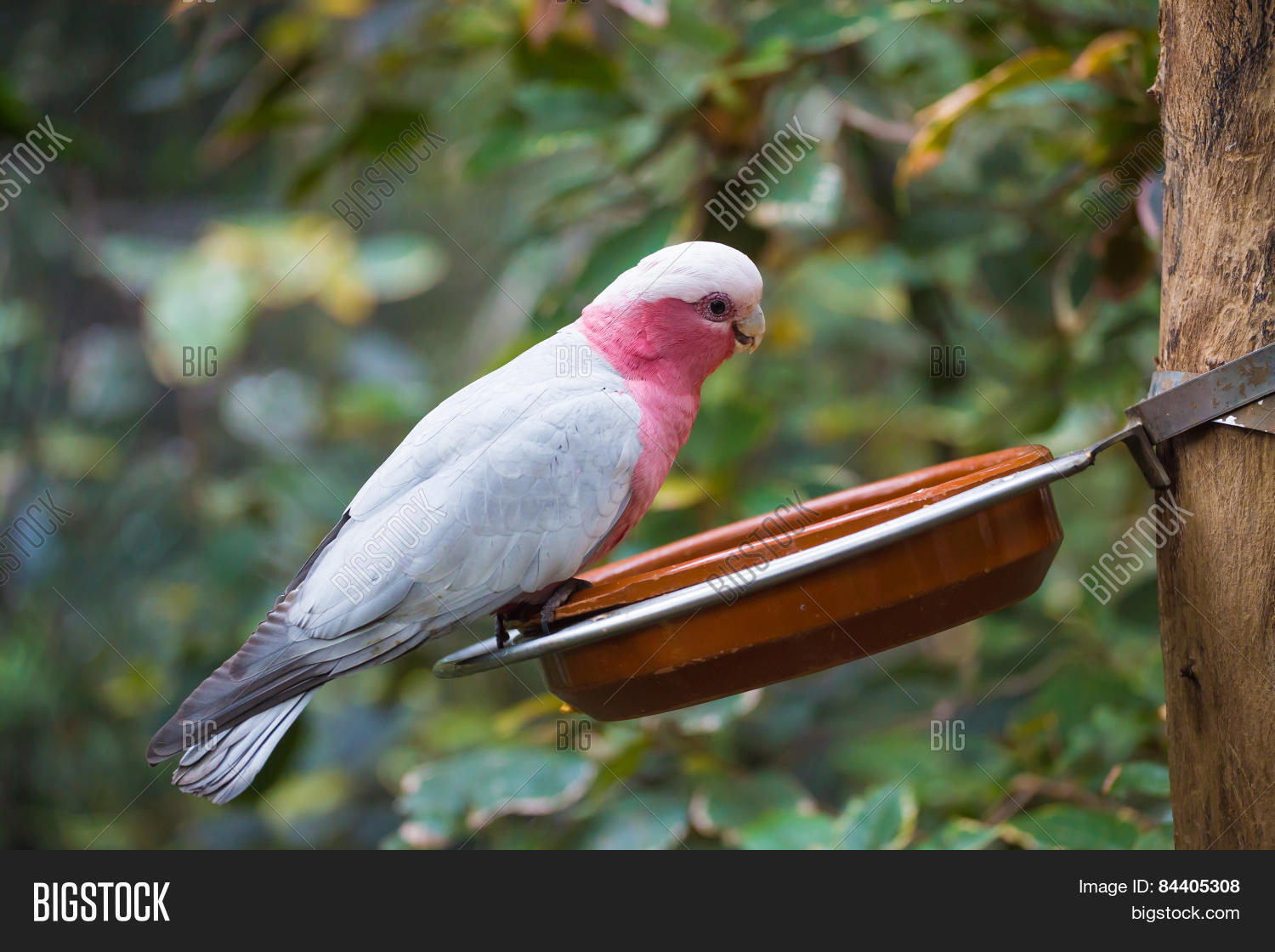 Galah Cockatoo Common Image & Photo (Free Trial) | Bigstock