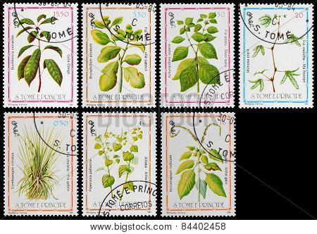 Medicinal Plant