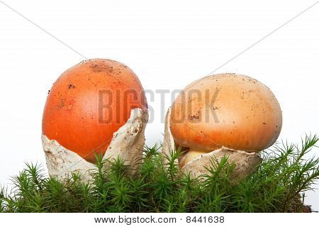 Amanita Caesarea houby s mechem