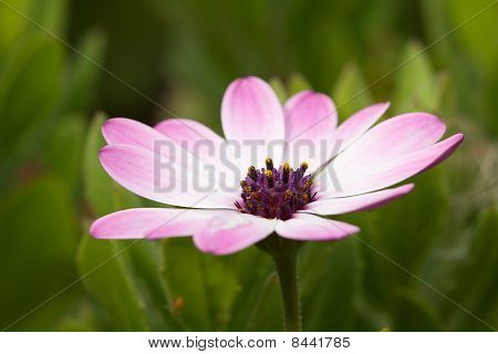 Marguerite closeup