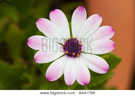 Marguerite closeup