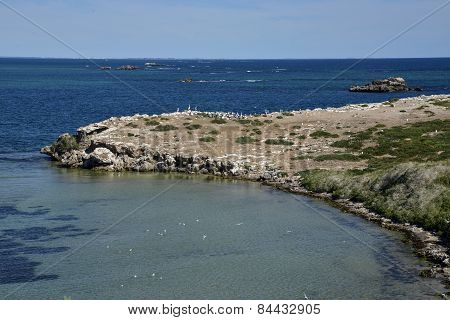 Pelicans at Penguin Island cape in Rockingham
