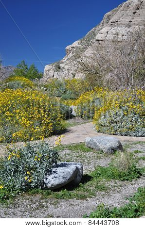 Desert Shrubs