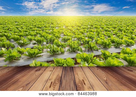 Green Lettuce And Wooden Floor On Field Agricuture With Blue Sky