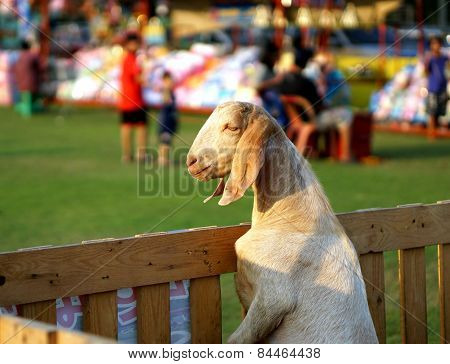 Goat In Wood Stable