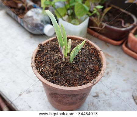Onion Growing Plant In Pot