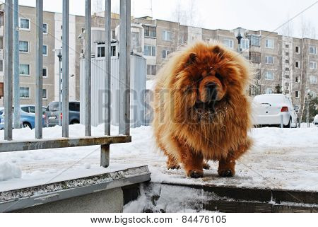 Chow Chow Dog Dina On White Snow