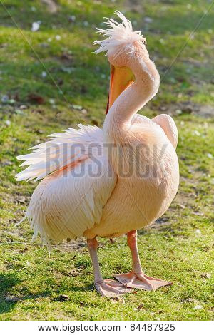 Pelican
