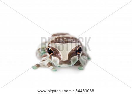 Amazon Milk Frog Isolated On White