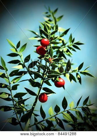 Red Holly Berries And Spiny Leaves