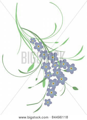 Forget me not flowers