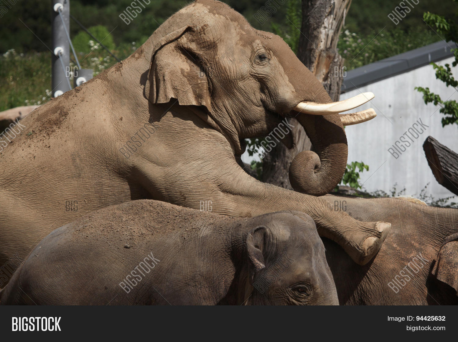 elephants-having-sex
