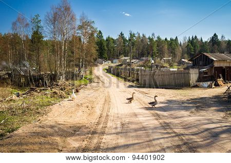 Geese on a rural road