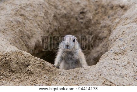 Prairie Dog Checking Out