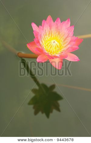 Rosa Seerose