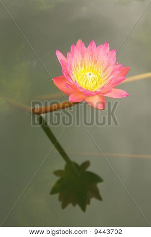 Rosa Seerose
