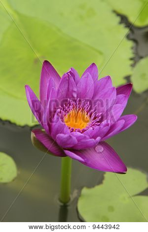 Purple Seerose