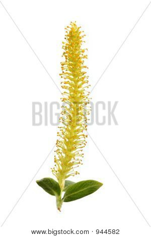 Willow Catkin
