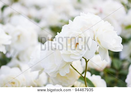 Macro Of White Roses