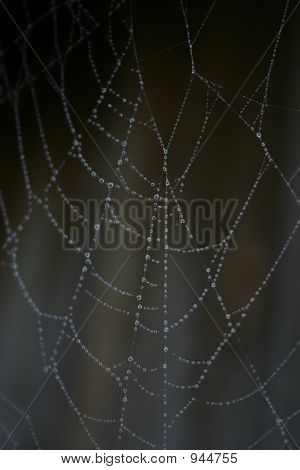 Web