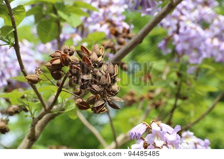 Princess Tree Fruits