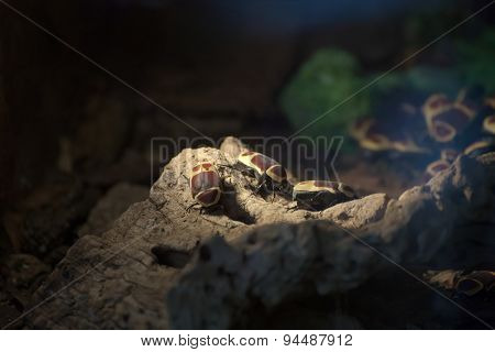 Pachnoda Marginata Beetles