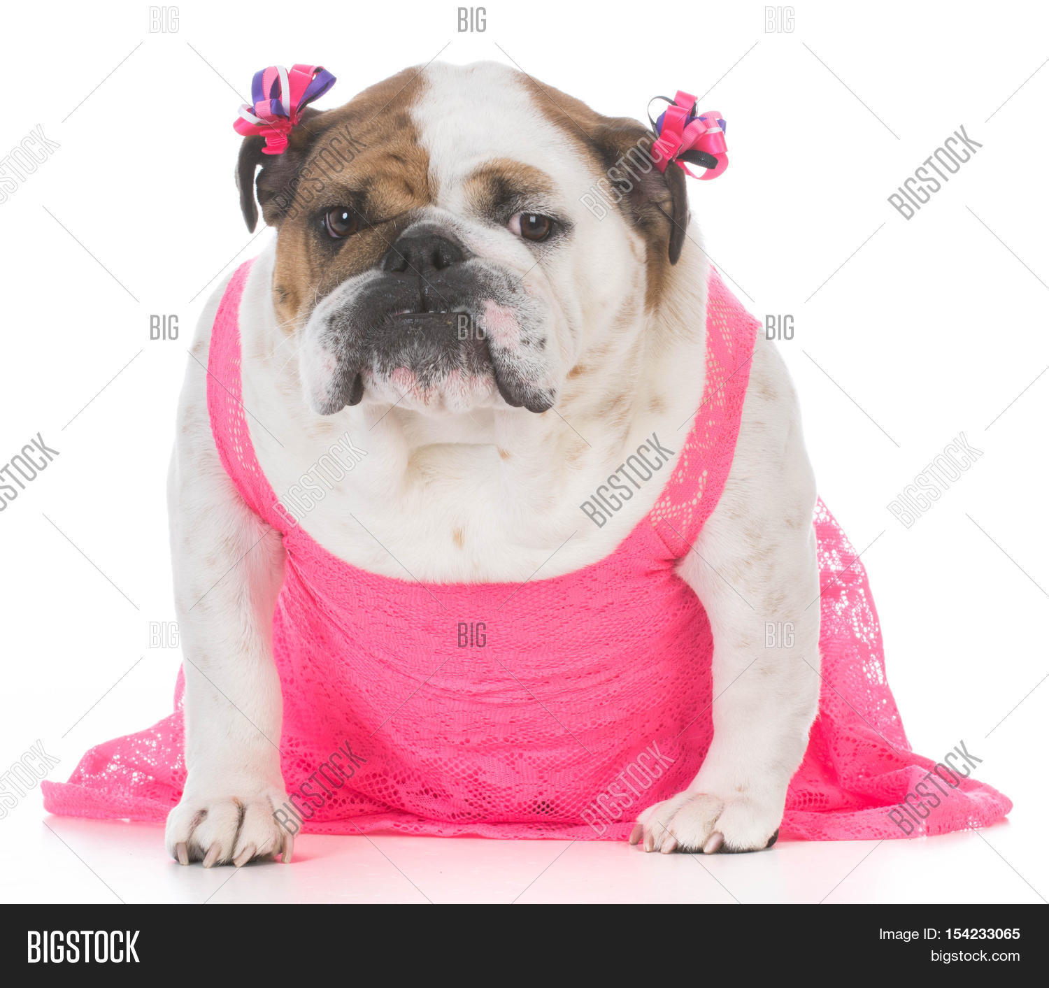 Female English Bulldog Image & Photo (Free Trial) Bigstock