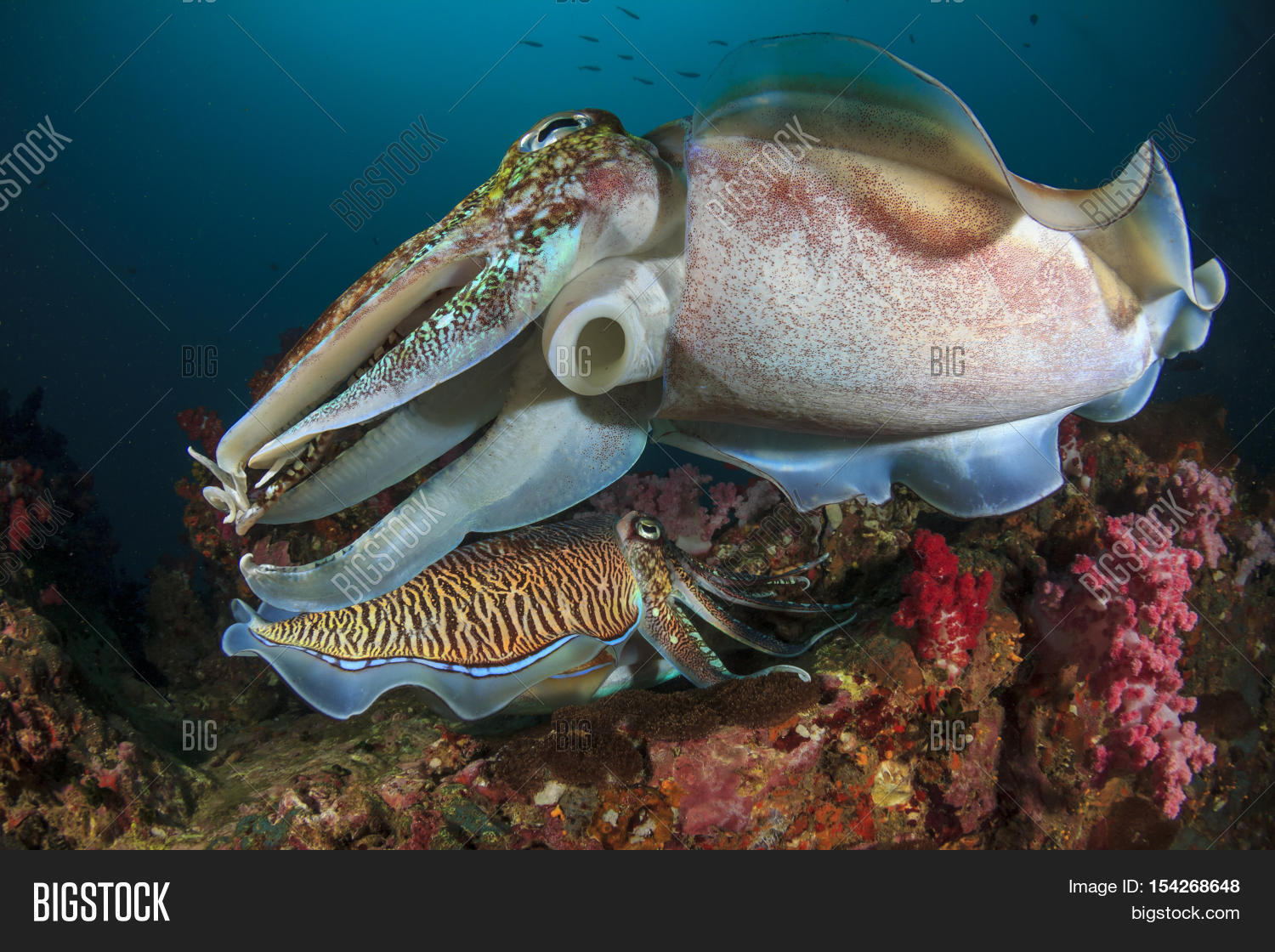 Mating Cuttlefish Sex Image & Photo (Free Trial) Bigstock