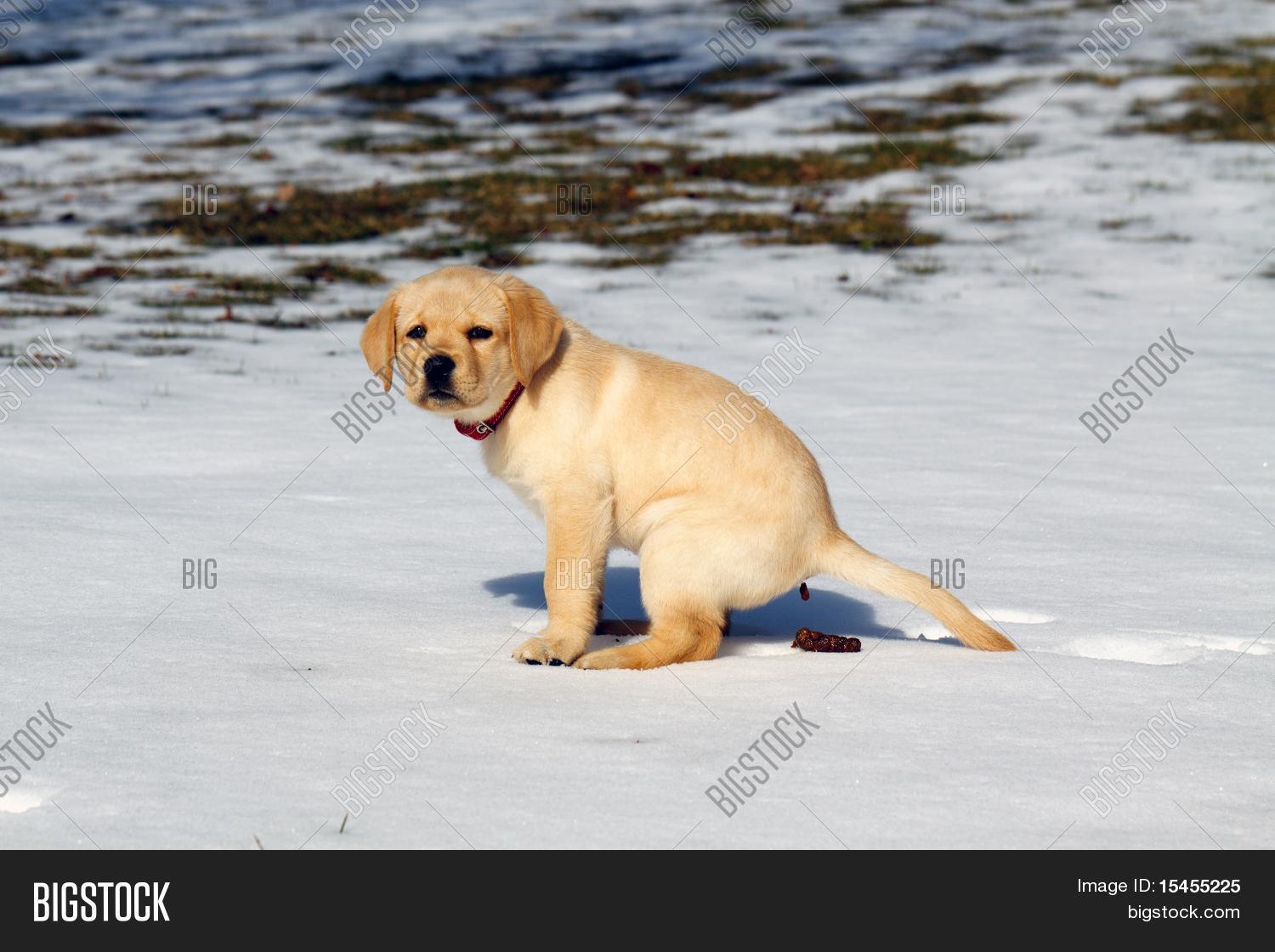 How Many Times A Day Does A Lab Puppy Poop
