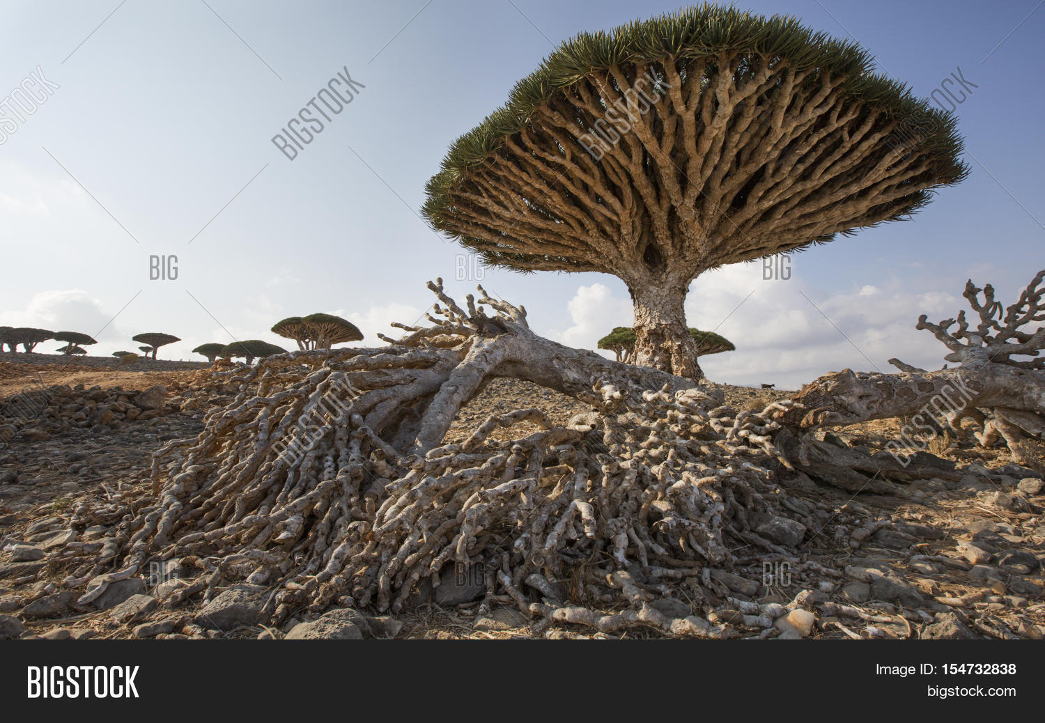 Dragon Blood Tree, Image & Photo (Free Trial) | Bigstock