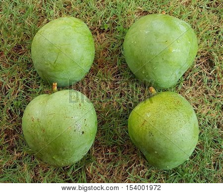 Four Fresh Green Mangoes Washed and Placed on Grass