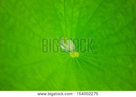 drop of water on the green lotus leaf