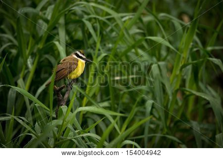 Great Kiskadee Among Talll Reeds Looking Right