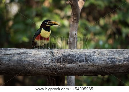 Chestnut-eared Aracari On Horizontal Log In Shade