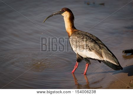 Buff-necked Ibis Drinking From River In Sunshine