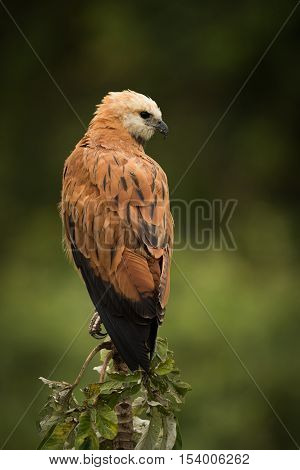 Black-collared Hawk Perched On Stump Facing Right