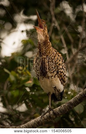 Rufescent Tiger Heron Squawking With Open Beak
