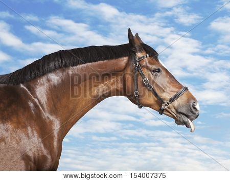 a brown horse sticks his tongue out of the mouth
