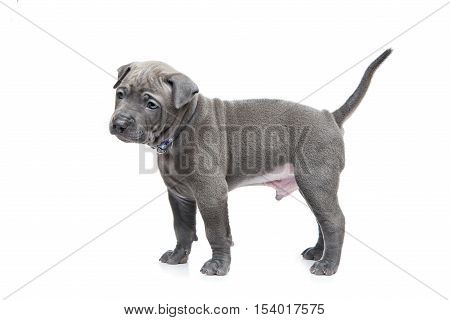 One month old thai ridgeback puppy dog standing. Isolated on white. Copy space.