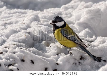 Winter view with bird titmouse closeup snow and seeds on the snow
