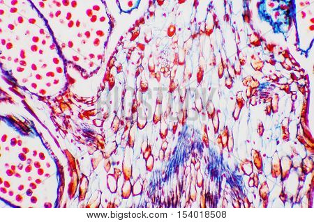 science background- oary and ovule. Microscopic- micrograph of a plant cell. Photo micro sections with high magnification with light microscope