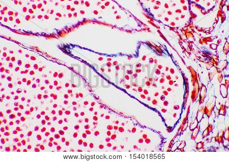 science background- oary and ovule. Microscopic- micrograph of a plant cell. Photo micro sections with high magnification with light microscope