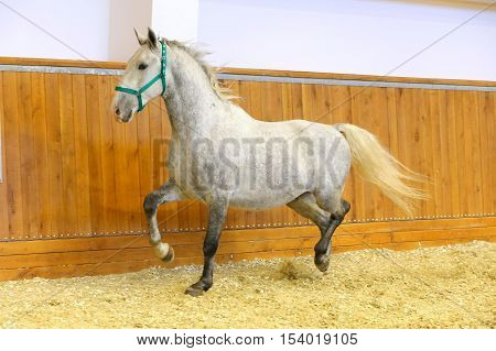 Grey colored lipizzan horse runs in riding hall. Purebred lipizzaner galloping without rider