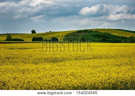Field of rape seed, near the village of Marinka, Bulgaria