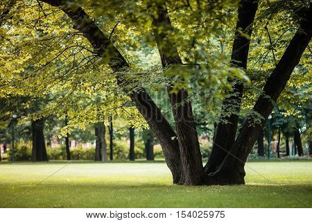 The beautiful tree in the green city park.